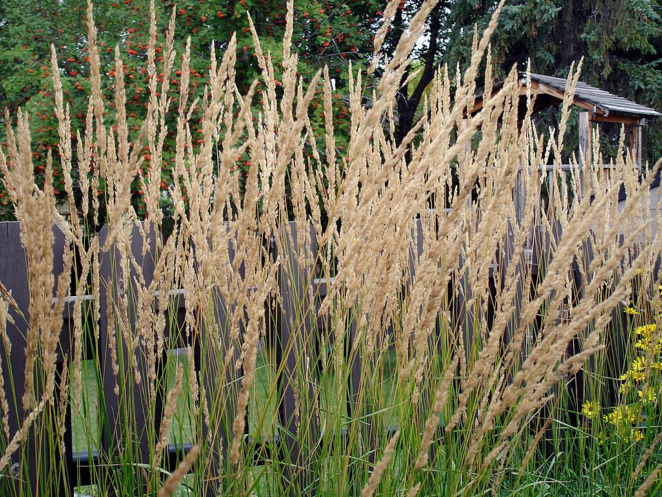 Calamagrostis x acutiflora ‘Karl Foerster’