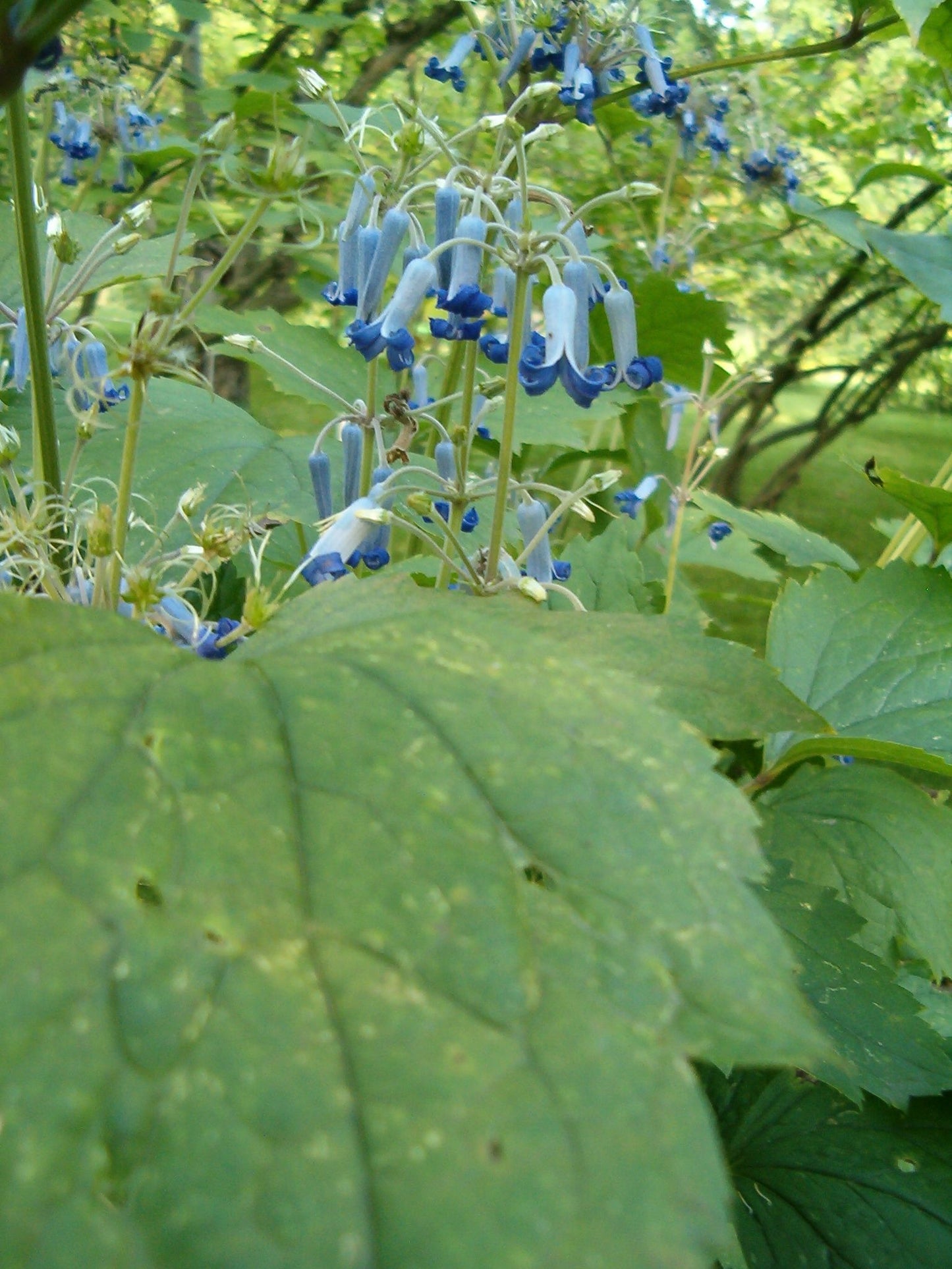 Clematis heracleifolia