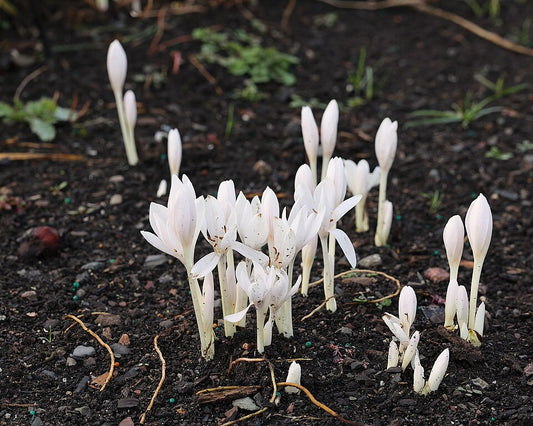 Colchicum autumnale album
