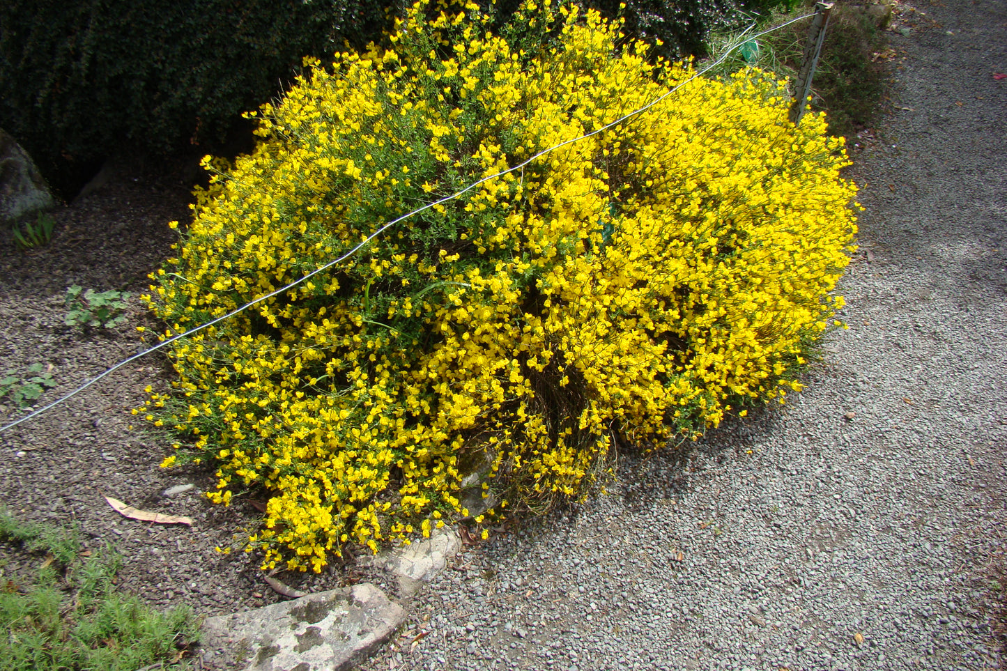 Cytisus  x beanii
