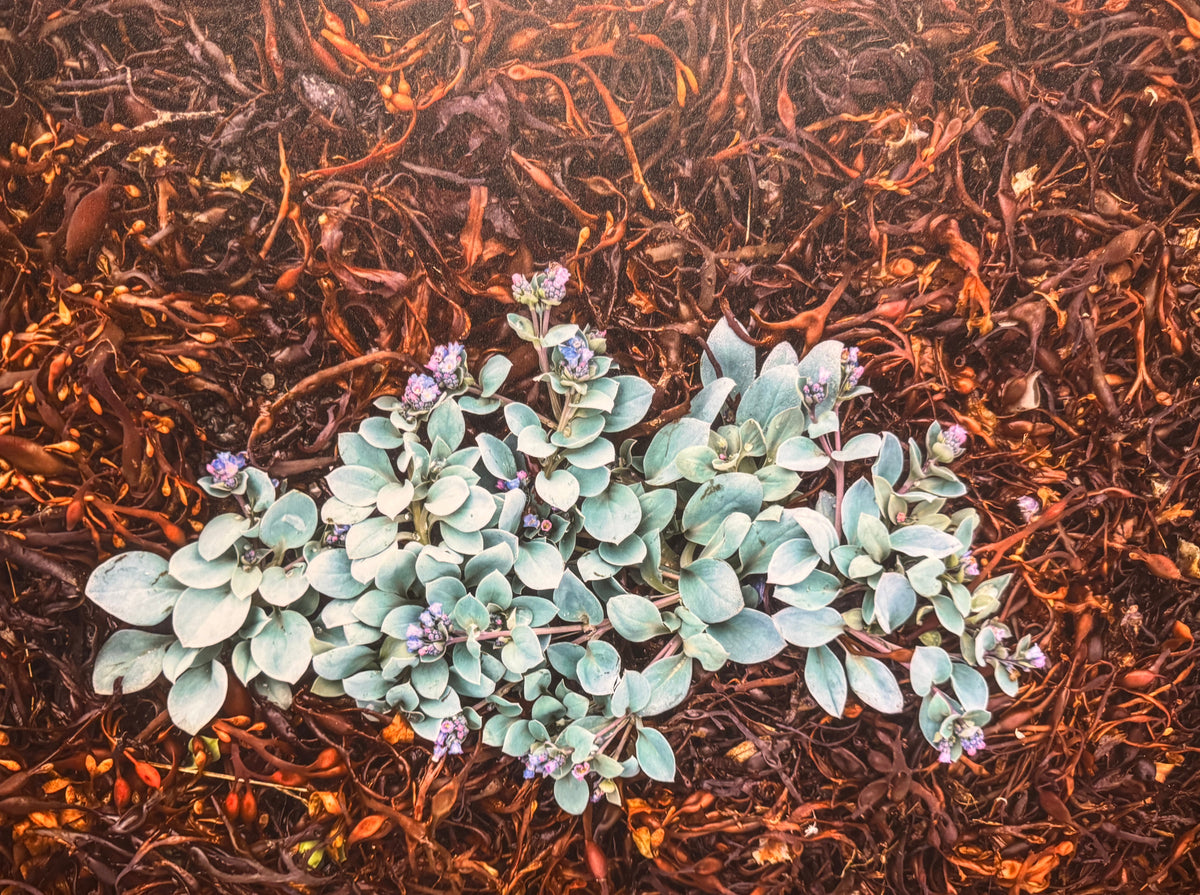 Mertensia marítima