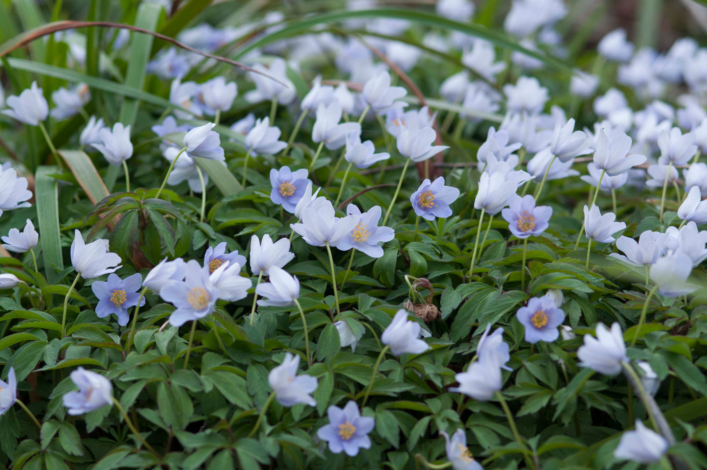 Anemone nemorosa - palest blue