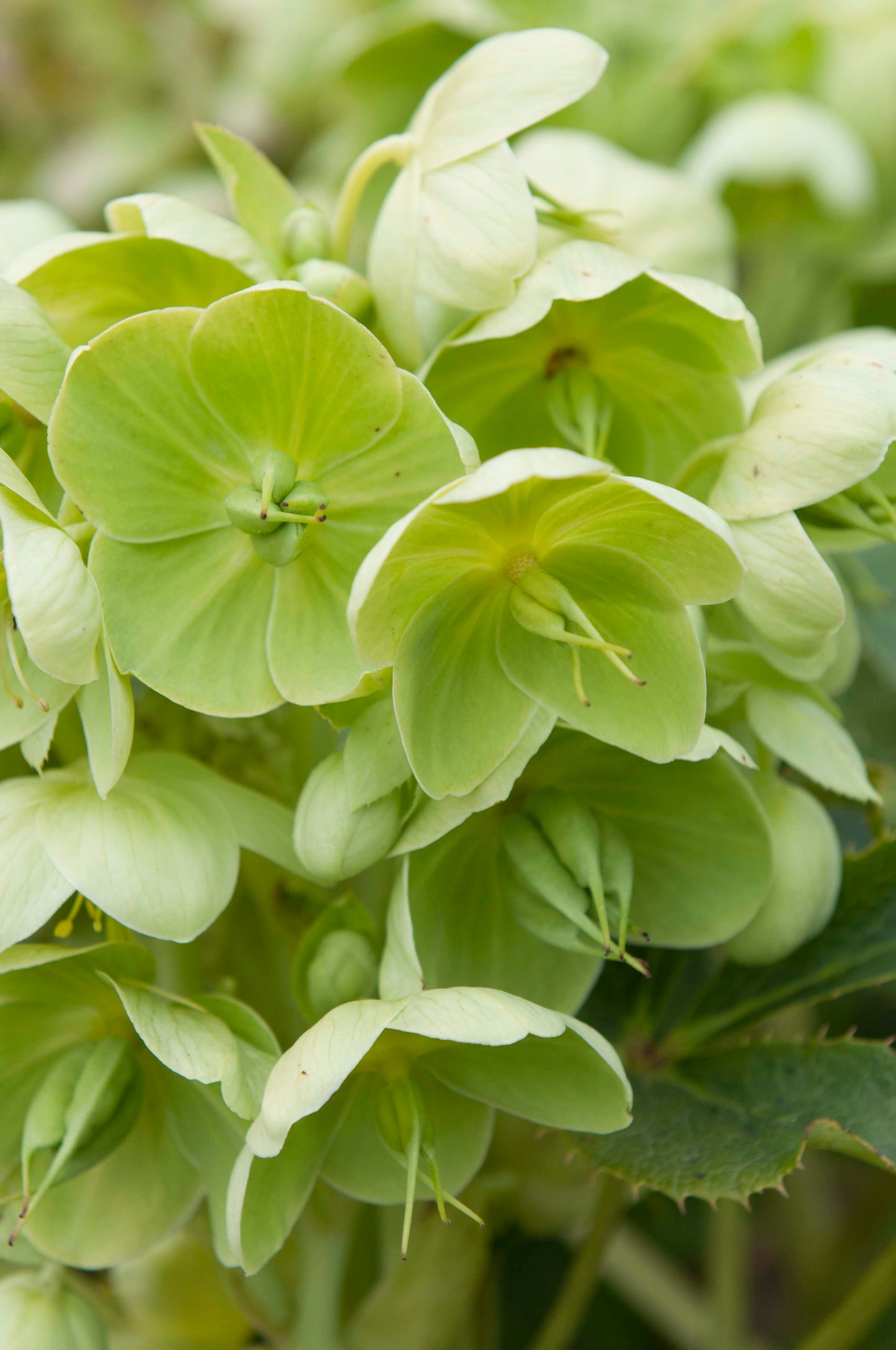 Helleborus angustifolius 'Pacific Frost'