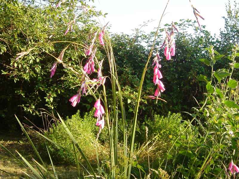 Dierama pulcherrimum