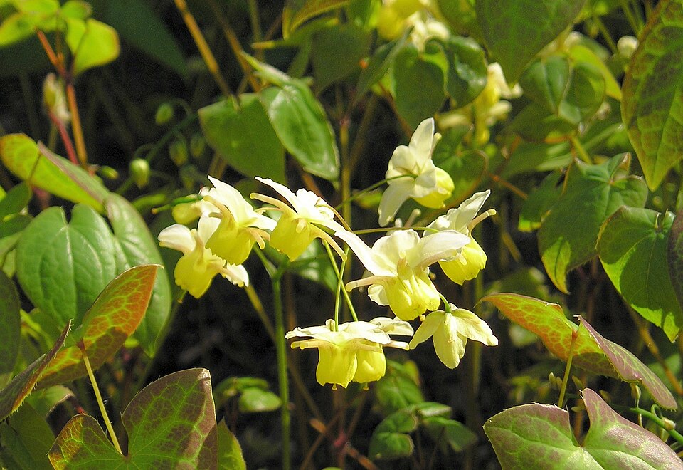 Epimedium x versicolor ‘Sulphureum'