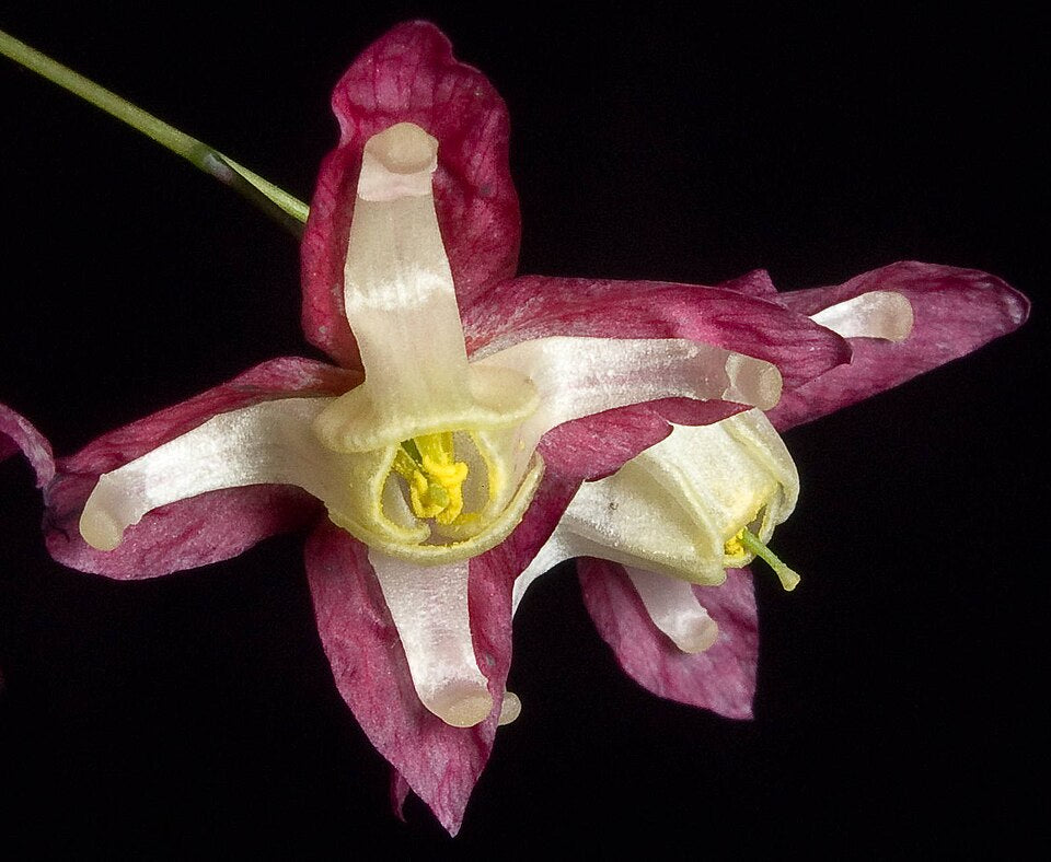 Epimedium x rubrum