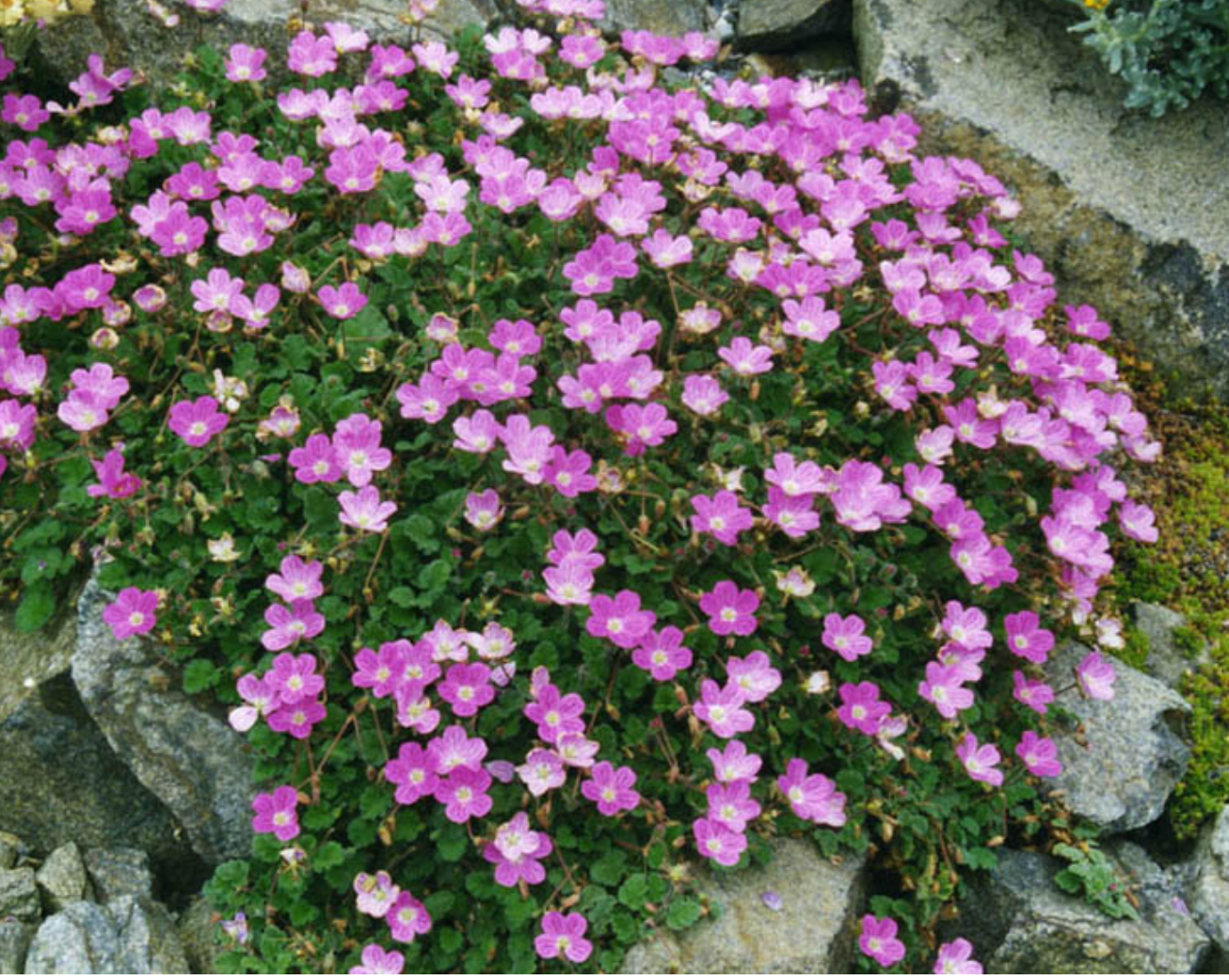 Erodium (chamaedrifolium) × variabile Bishop's Form