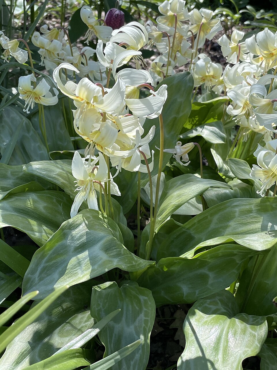 Erythronium californicum 'White Beauty'