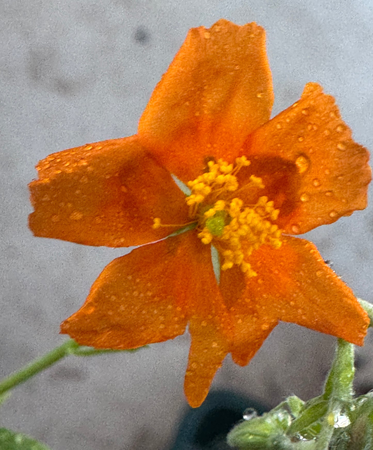 Helianthemum 'Ben Vane'
