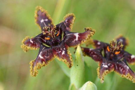 Ferraria crispa synonym: F. undulata
