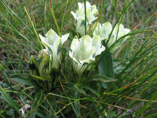 Gentiana  frigida