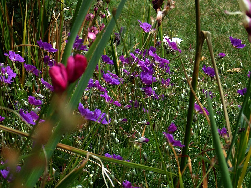 Geranium incanum