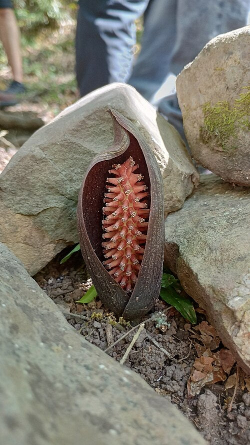 Gorgonidium vermicidum