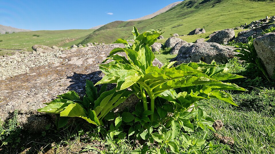 Gorgonidium vermicidum
