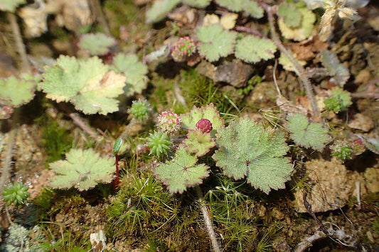 Gunnera monoica