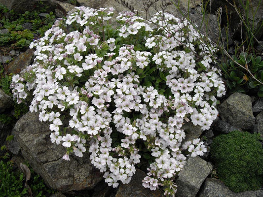 Gypsophila cerastioides