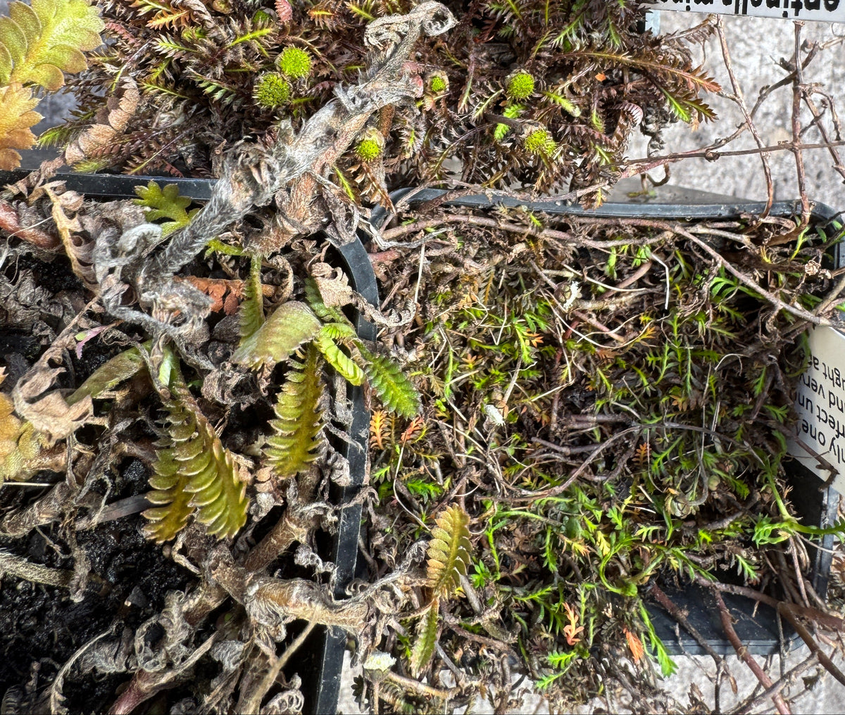 Leptinella filiformis
