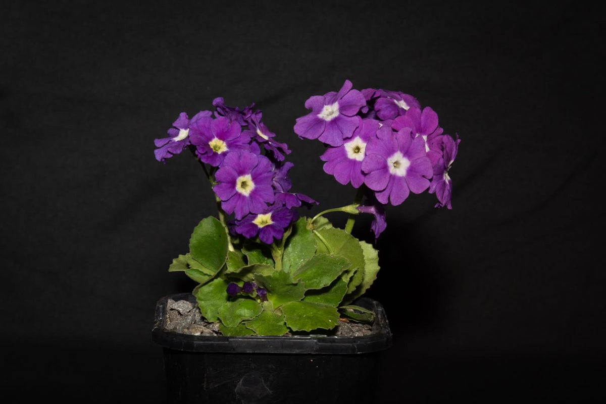 Primula x auricula 'Ethel Barker'