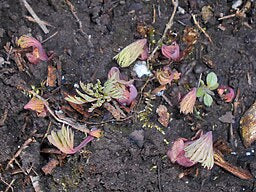 Dicentra formosa