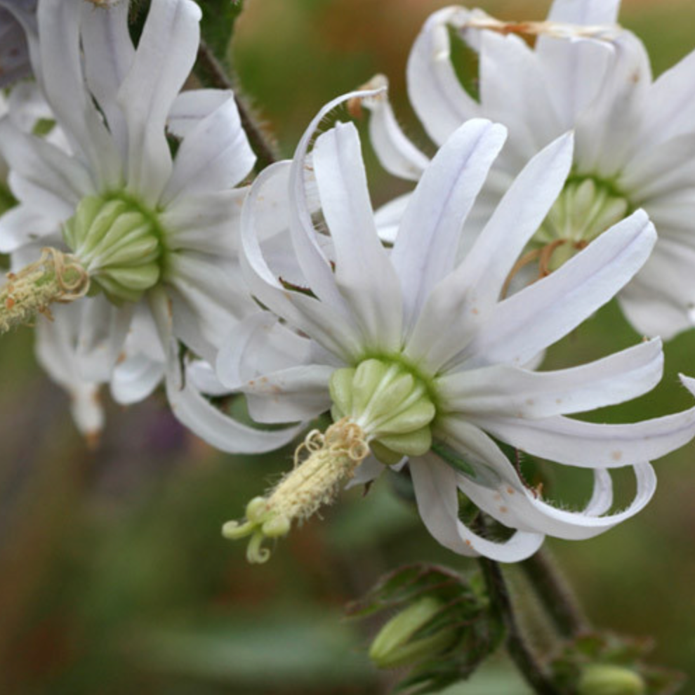 Michauxia campanuloides