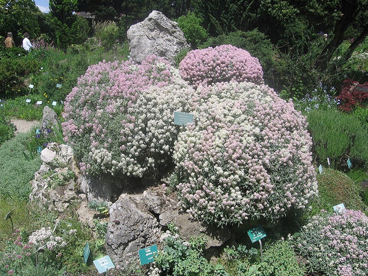 Ptilotrichum spinosum roseum - Spiny Alyssum