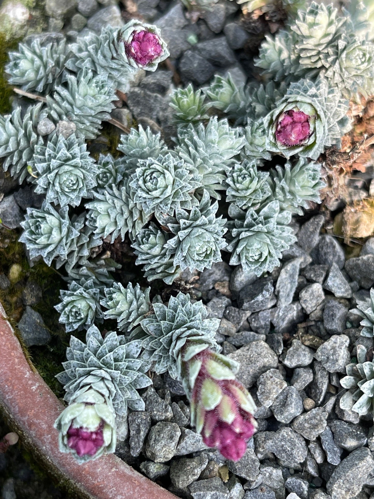 Saxifraga frederici augustii syn. S. grisebachii