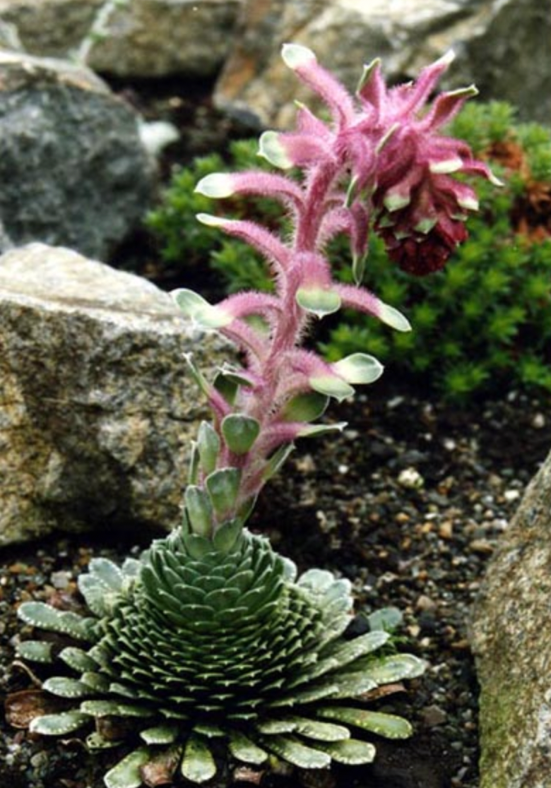 Saxifraga frederici augustii syn. S. grisebachii