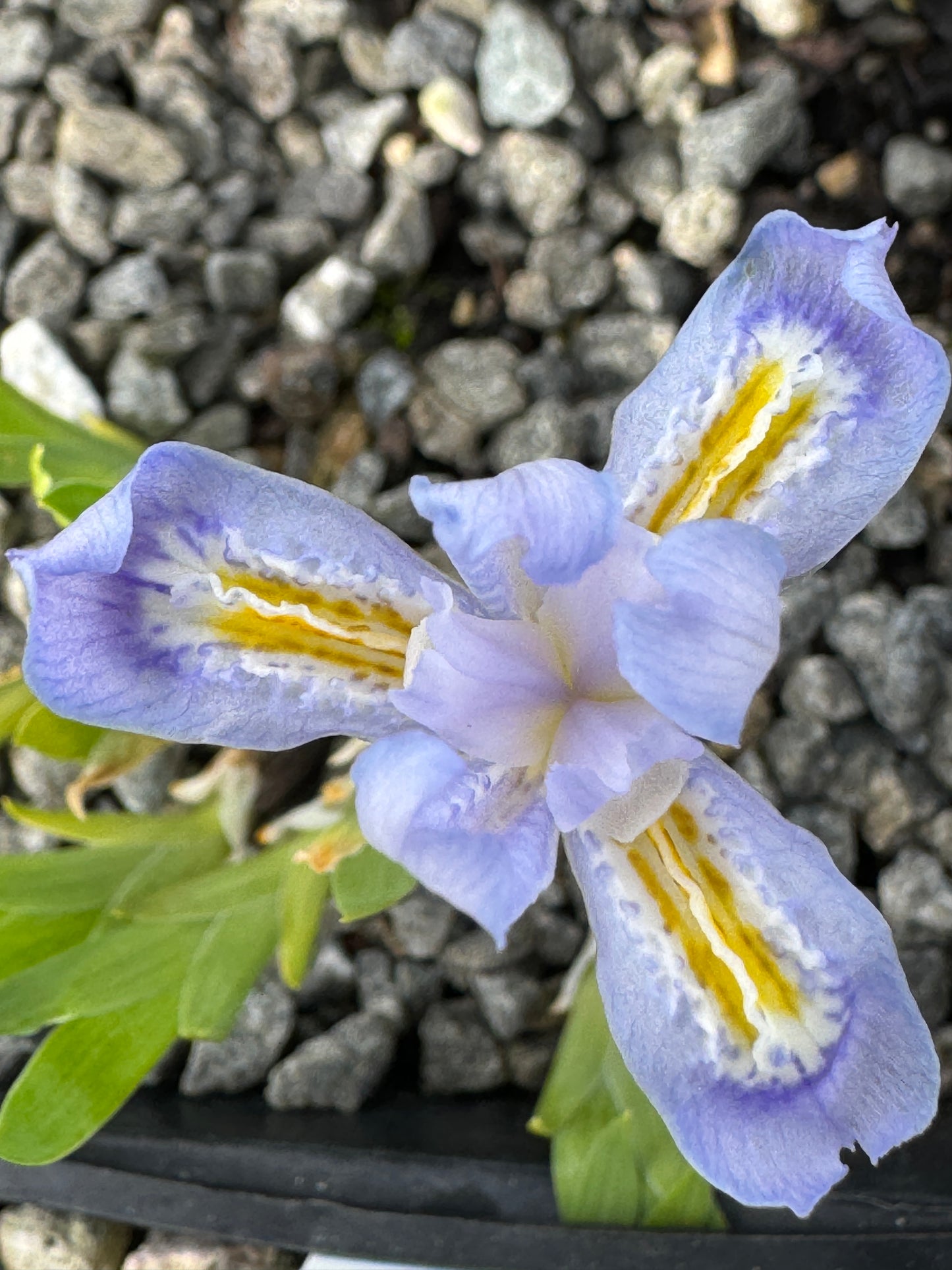 Iris lacustris