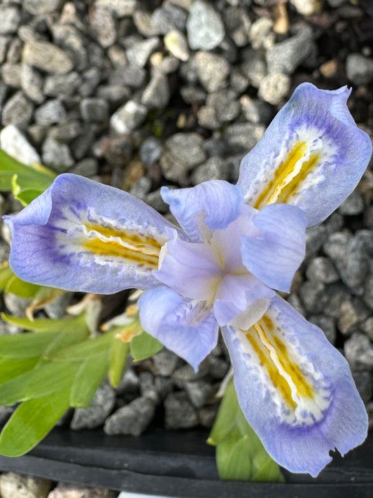 Iris lacustris