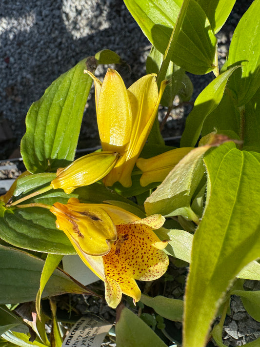 Tricyrtis macrantha