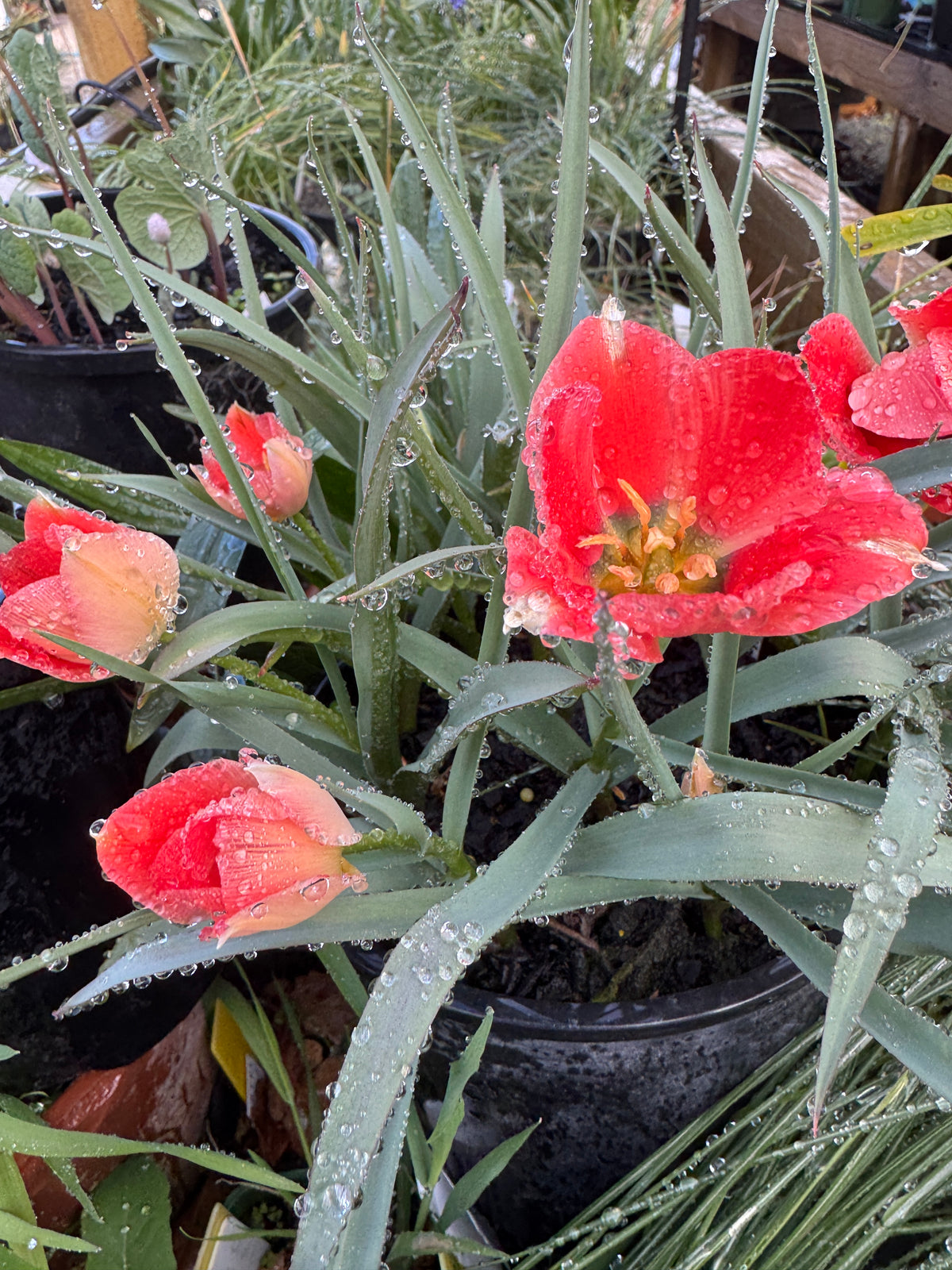 Tulipa linifolia (Batalinii Group). Rock species tulip 'Apricot Jewel'