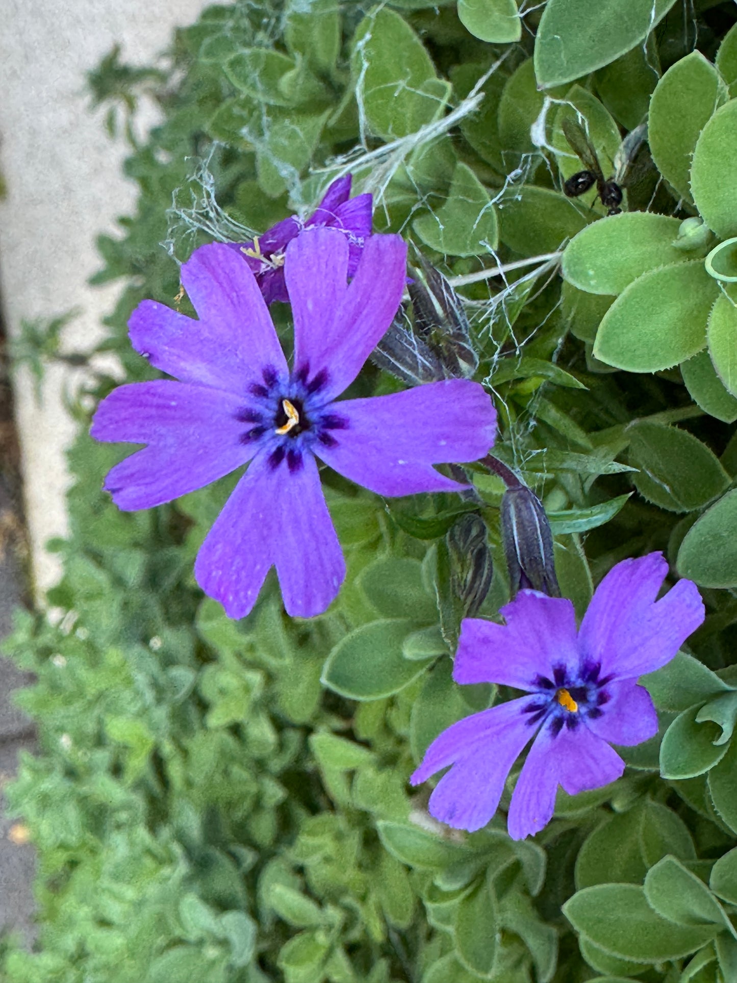 Phlox 'Purple Beauty'/'Greencourt violet'