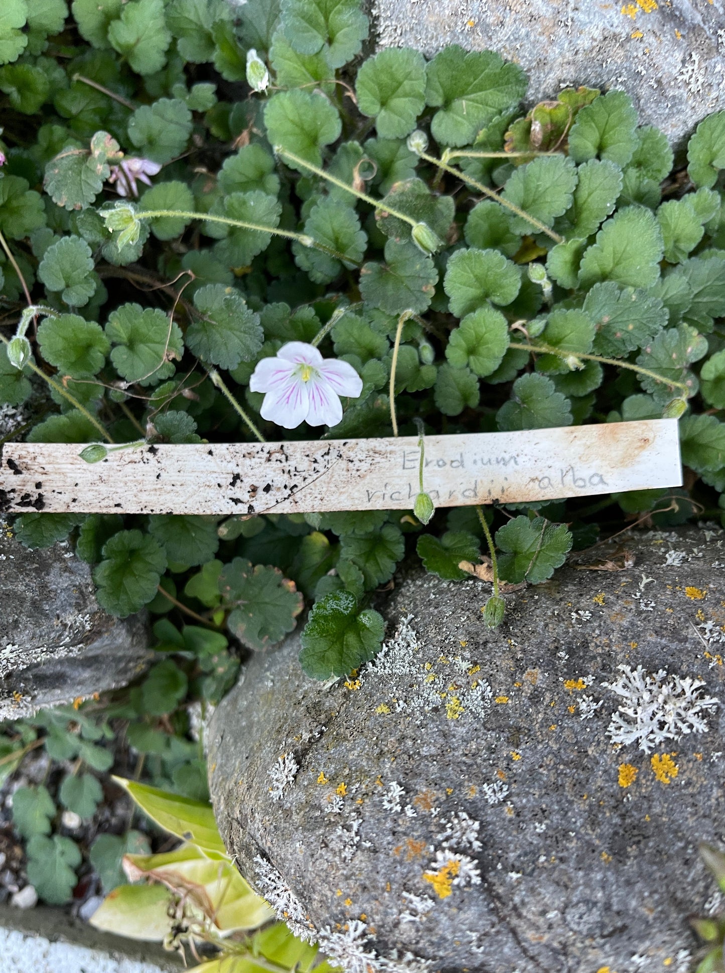 Erodium richardii alba