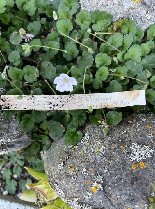 Erodium richardii alba