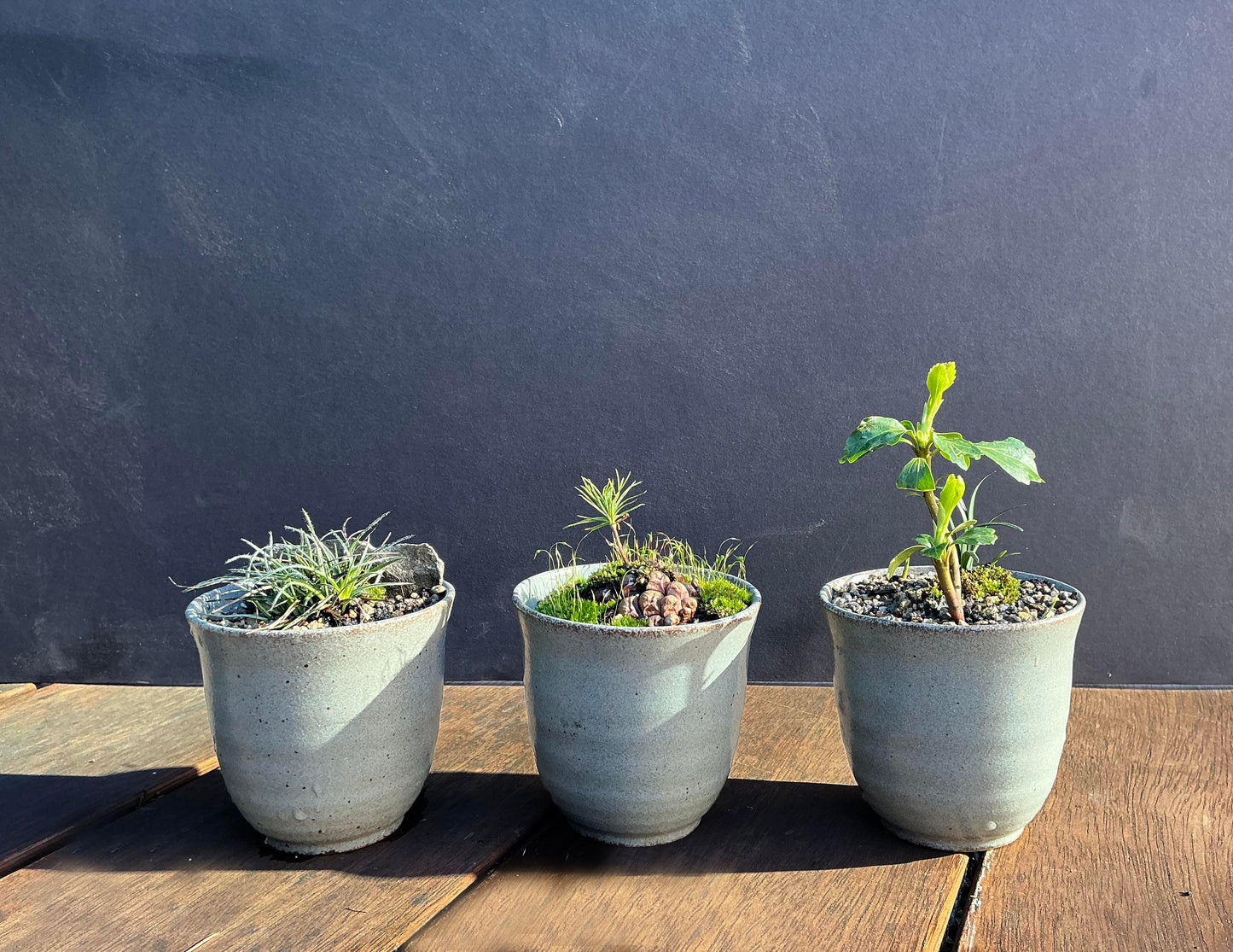 Kusa Bonsai  - pine seedling