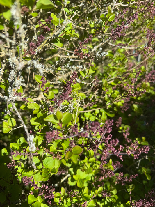 Syringa meyeri 'Palibin',