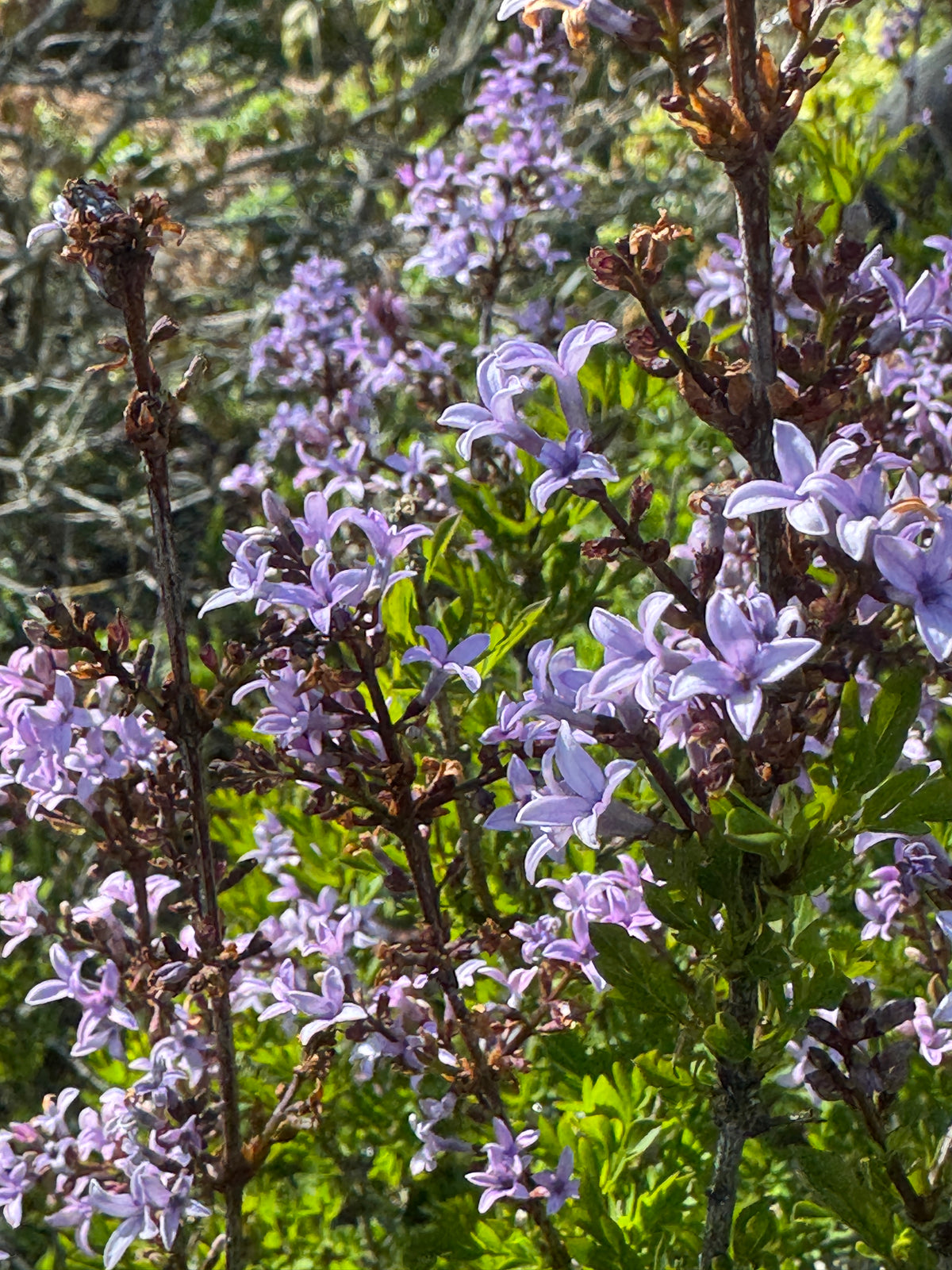 Syringa S. x laciniata (the cut leaf lilac)