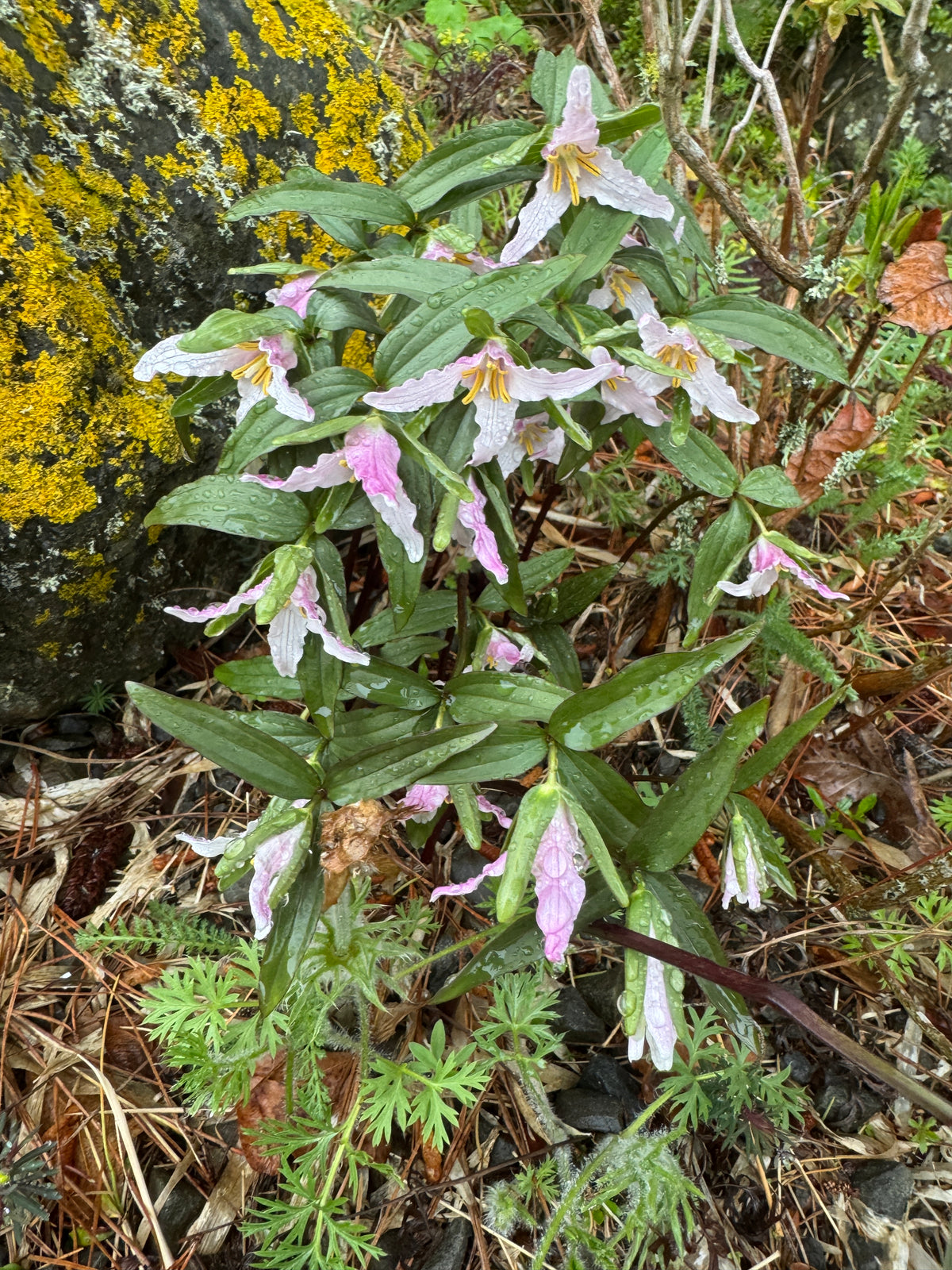 Trillium pusillum var. ozarkanum