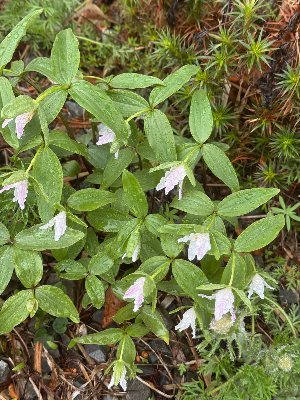 Trillium pusillum var. ozarkanum