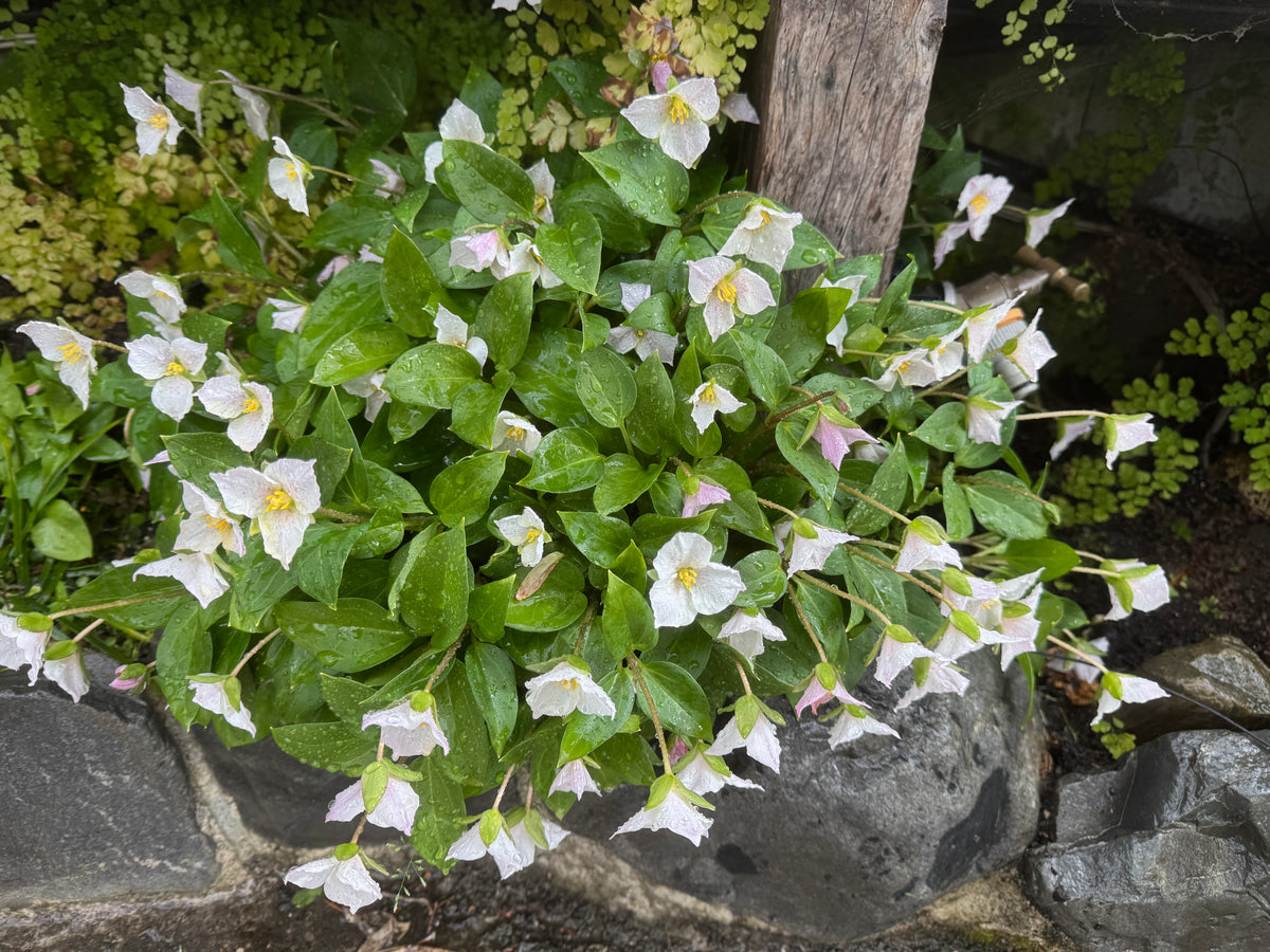 Trillium rivale now Pseudotrillium rivale