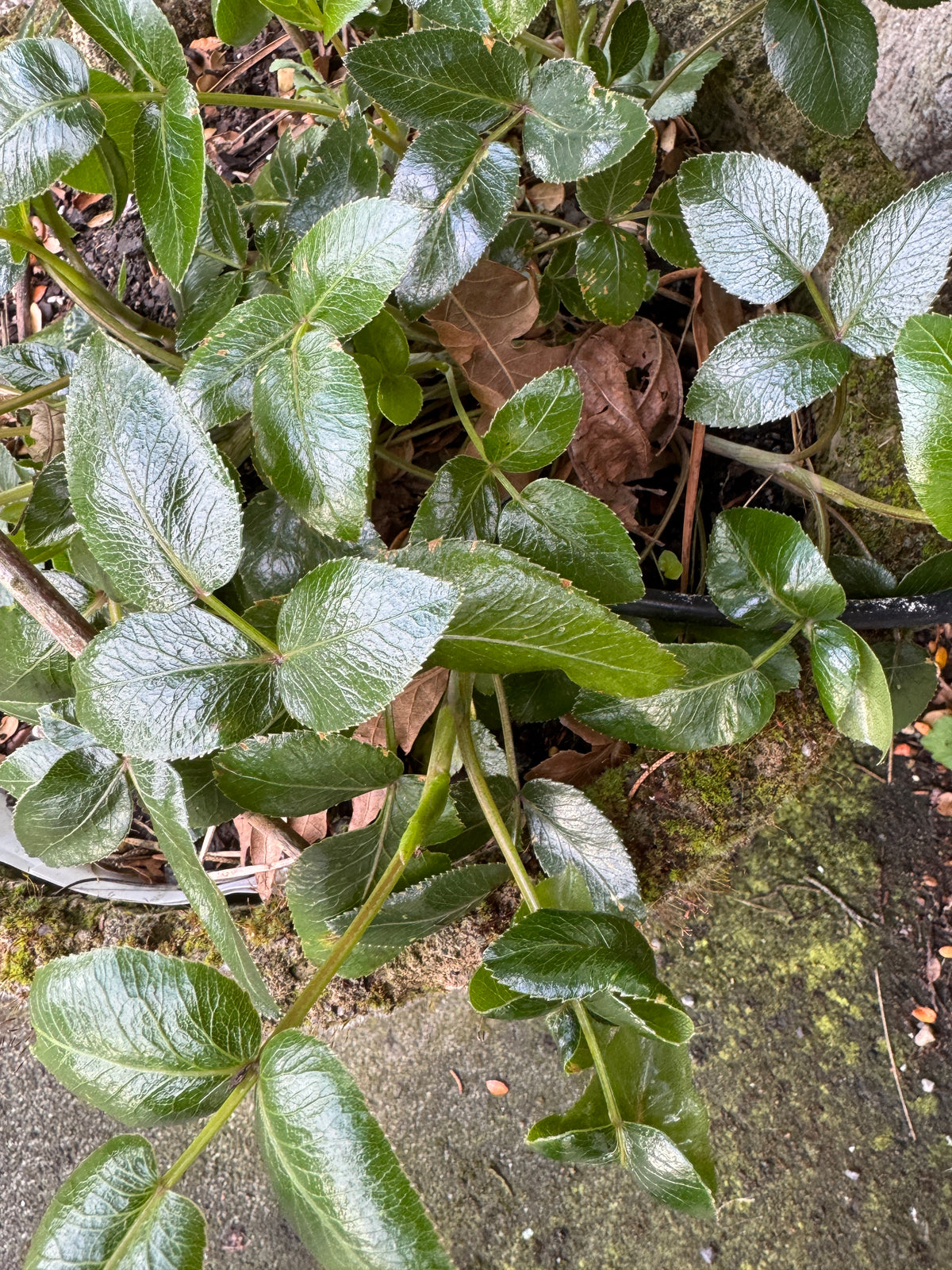 Scandia rosifolia