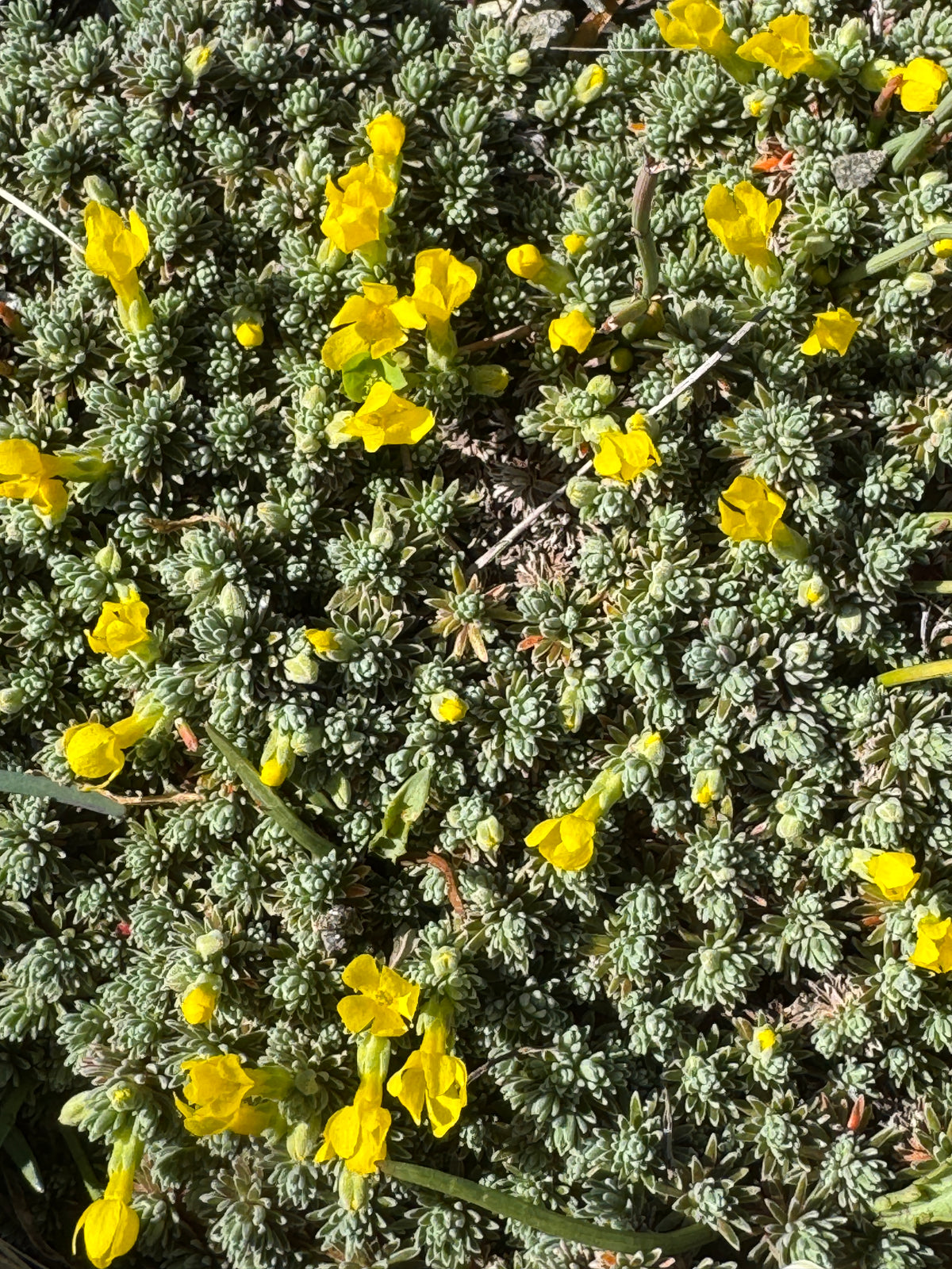 Vitaliana primuliflora Androsace vitaliana