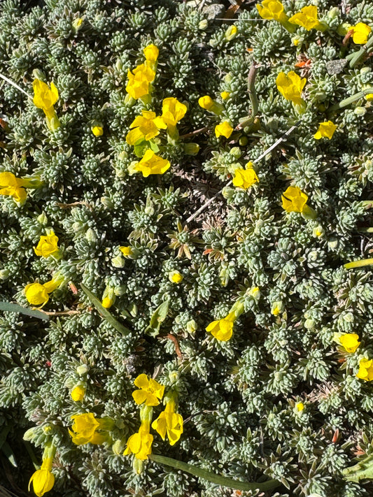 Vitaliana primuliflora Androsace vitaliana