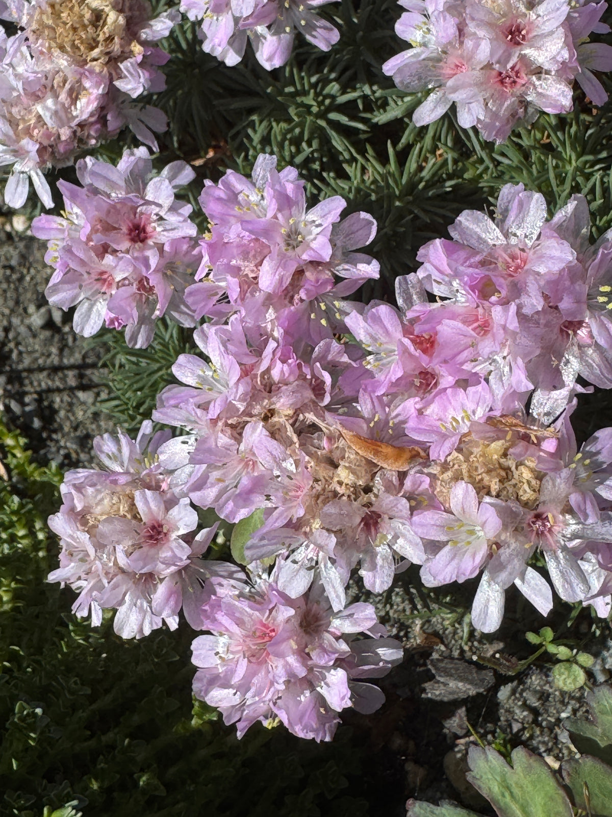 Armeria juniperifolia pale pink/compact