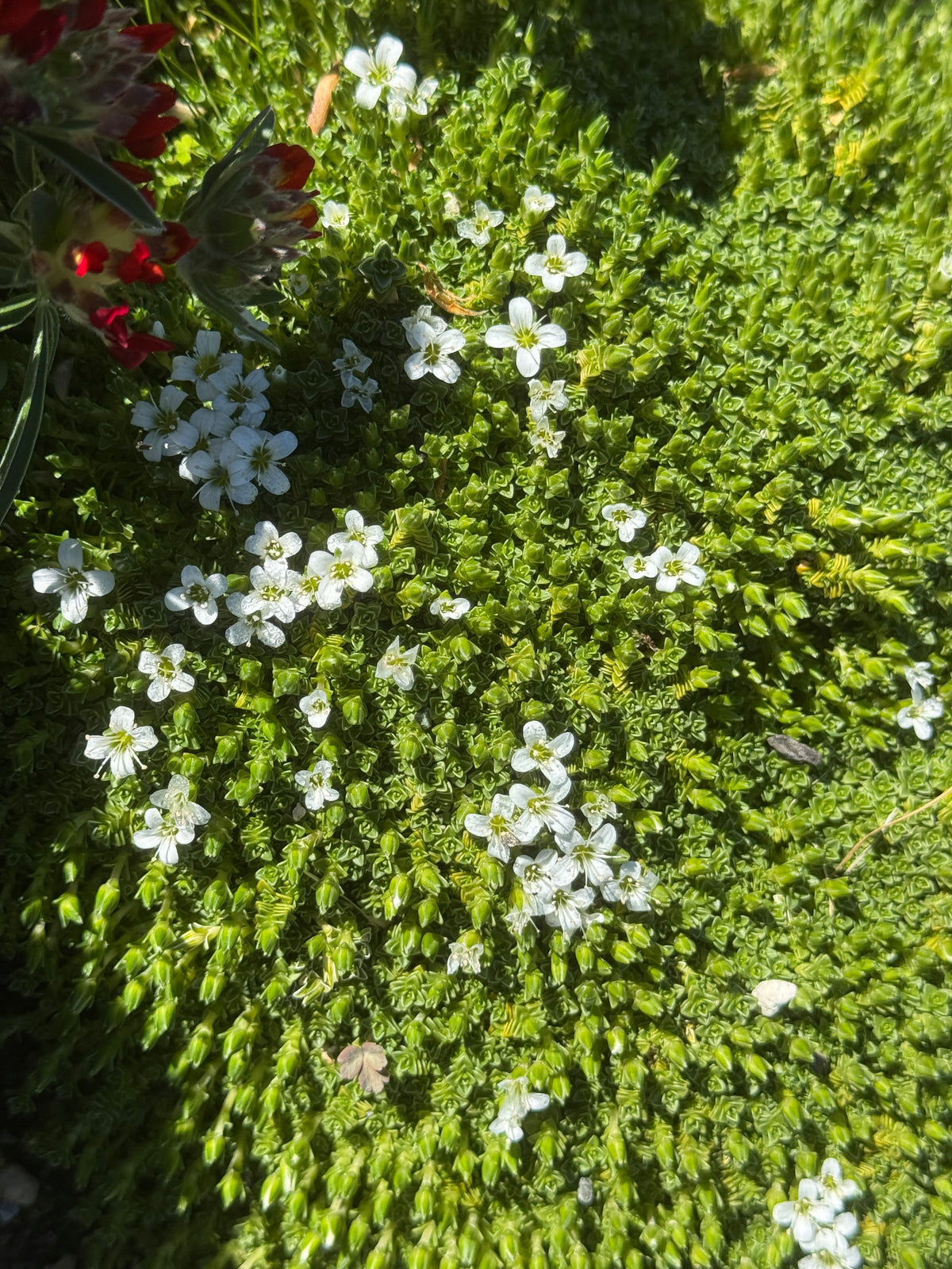 Arenaria tetraquetra