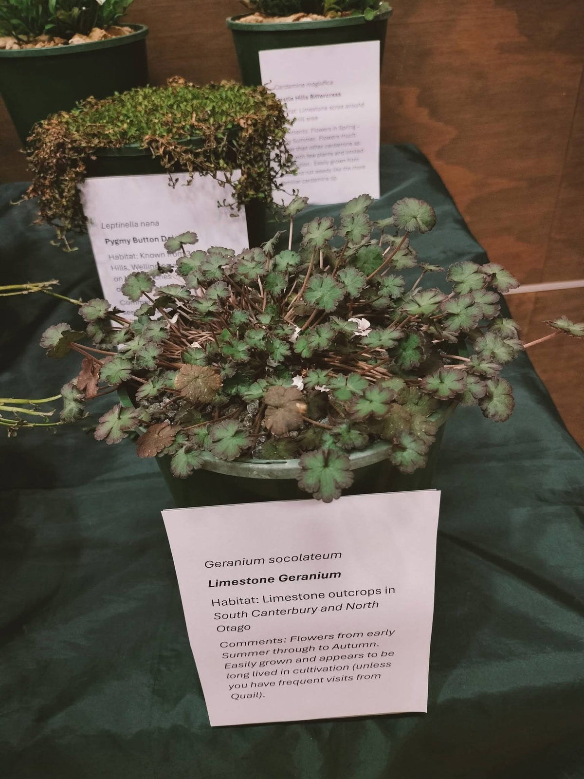 Geranium socolateum