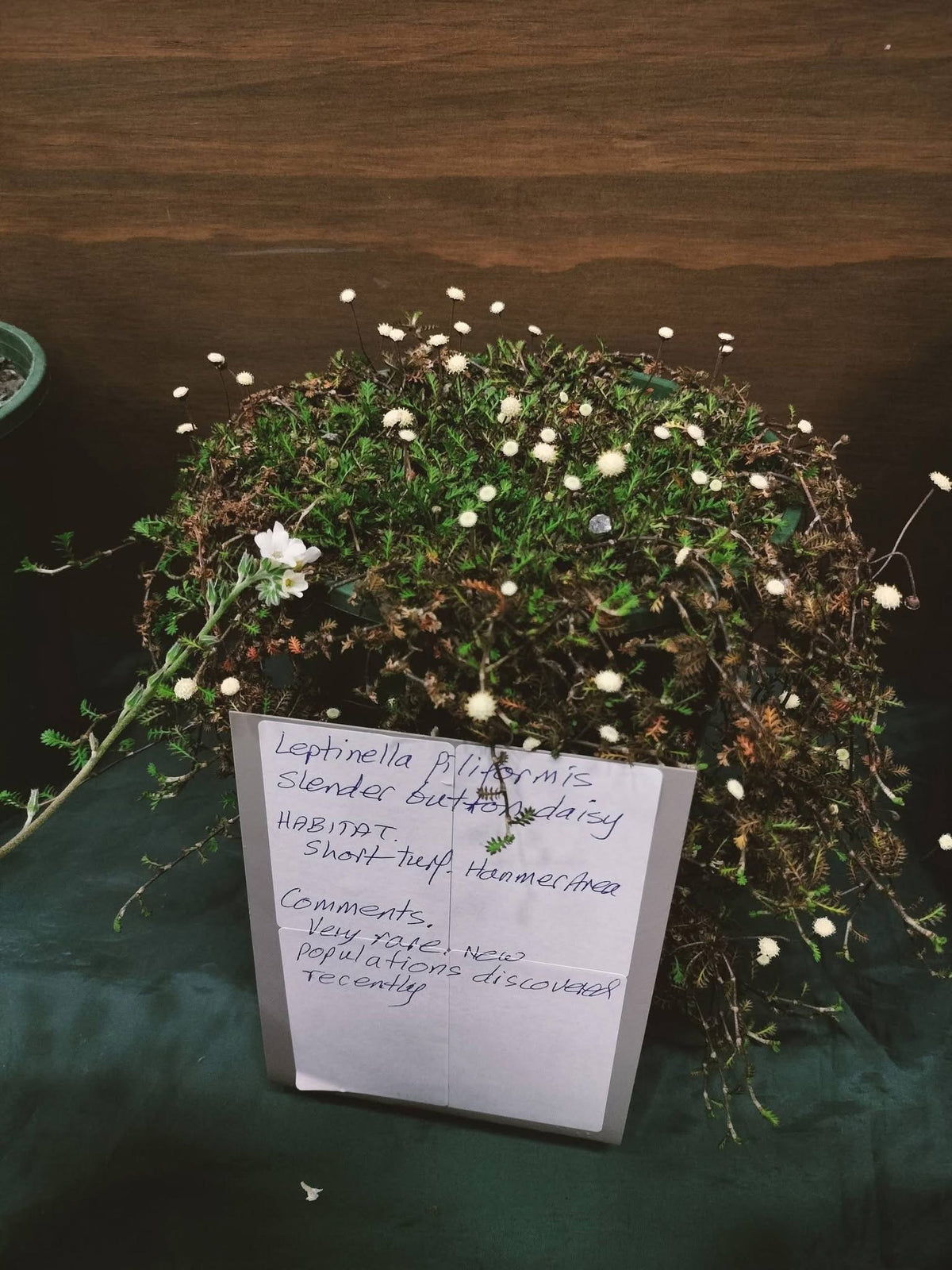 Leptinella filiformis