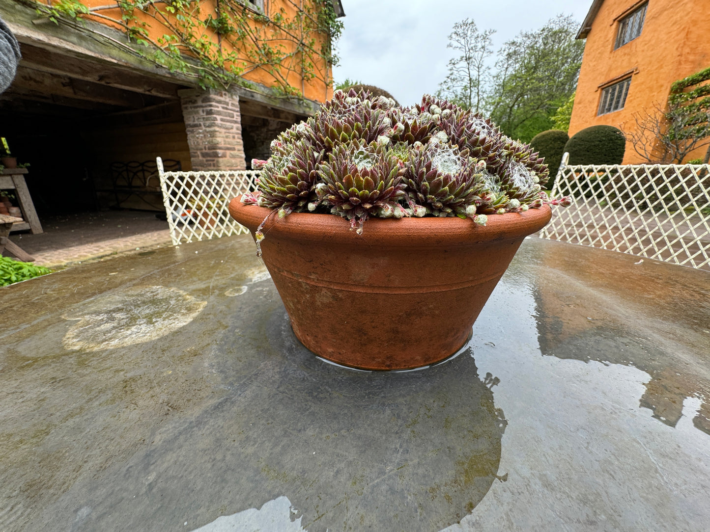 Sempervivum arachnoideum