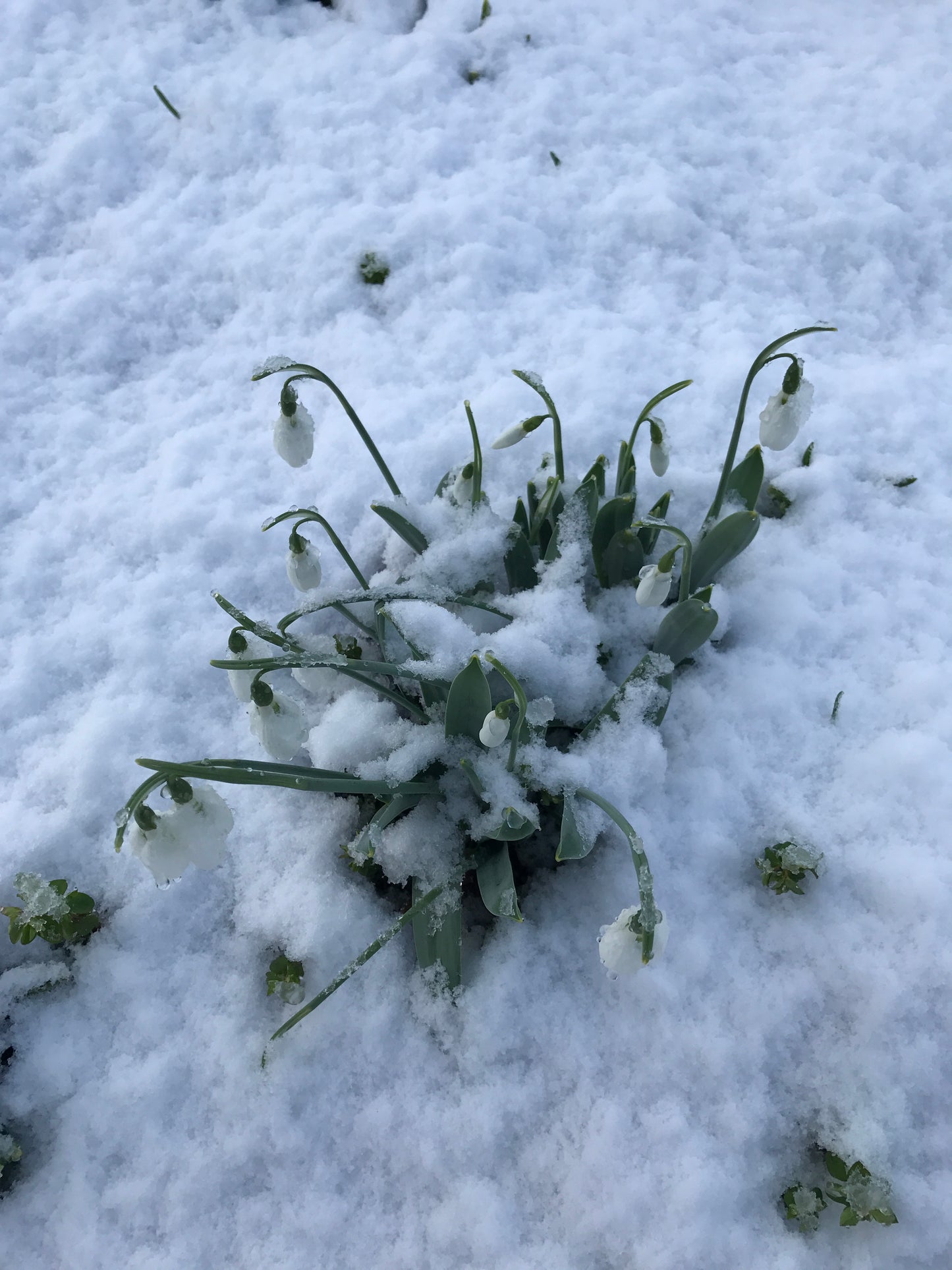 Galanthus nivalis Snowdrop