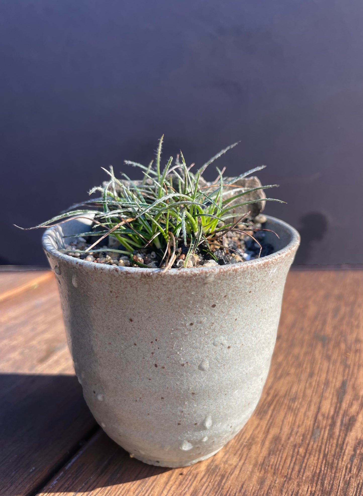 Kusa Bonsai - luzula miniature native reed
